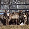 Дирекция по ООПТ Красноярского края выпустила маралов в естественную среду обитания